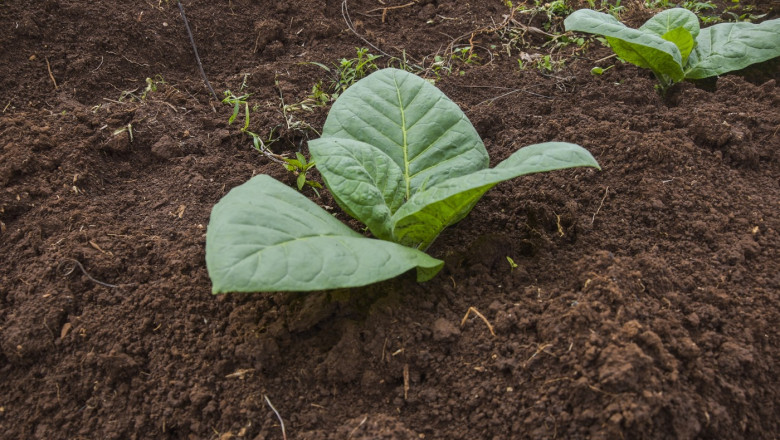 Cercetători au creat o plantă de tutun cu cinci substanțe psihedelice
