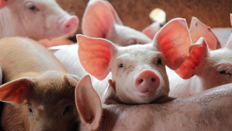 Comisia Europeană aprobă un ajutor de stat de 11 milioane de euro pentru crescătorii de porci din România