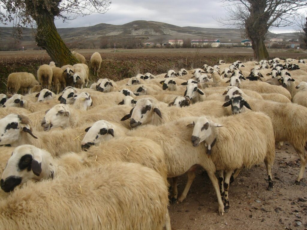 România primește 1,1 milioane de doze de vaccin UE pentru pestea micilor rumegătoare și variolei ovine și caprine